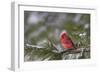 Northern Cardinal (Cardinalis cardinalis) male perching on pine branch covered in snow, Marion C...-Panoramic Images-Framed Photographic Print