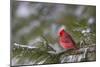 Northern Cardinal (Cardinalis cardinalis) male perching on pine branch covered in snow, Marion C...-Panoramic Images-Mounted Photographic Print