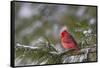 Northern Cardinal (Cardinalis cardinalis) male perching on pine branch covered in snow, Marion C...-Panoramic Images-Framed Stretched Canvas