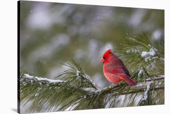 Northern Cardinal (Cardinalis cardinalis) male perching on pine branch covered in snow, Marion C...-Panoramic Images-Stretched Canvas