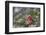 Northern Cardinal (Cardinalis cardinalis) male perching on pine branch covered in snow, Marion C...-Panoramic Images-Framed Premium Photographic Print