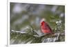 Northern Cardinal (Cardinalis cardinalis) male perching on pine branch covered in snow, Marion C...-Panoramic Images-Framed Photographic Print