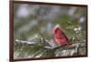 Northern Cardinal (Cardinalis cardinalis) male perching on pine branch covered in snow, Marion C...-Panoramic Images-Framed Photographic Print