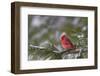 Northern Cardinal (Cardinalis cardinalis) male perching on pine branch covered in snow, Marion C...-Panoramic Images-Framed Photographic Print