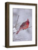 Northern Cardinal (Cardinalis Cardinalis) Male with Sunflower Seed-Lynn M^ Stone-Framed Photographic Print