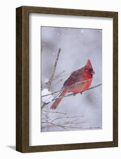 Northern Cardinal (Cardinalis Cardinalis) Male with Sunflower Seed-Lynn M^ Stone-Framed Photographic Print