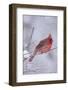 Northern Cardinal (Cardinalis Cardinalis) Male with Sunflower Seed-Lynn M^ Stone-Framed Photographic Print