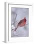 Northern Cardinal (Cardinalis Cardinalis) Male with Sunflower Seed-Lynn M^ Stone-Framed Photographic Print