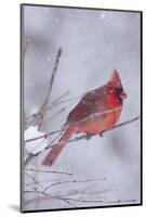 Northern Cardinal (Cardinalis Cardinalis) Male with Sunflower Seed-Lynn M^ Stone-Mounted Photographic Print