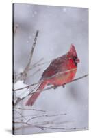 Northern Cardinal (Cardinalis Cardinalis) Male with Sunflower Seed-Lynn M^ Stone-Stretched Canvas