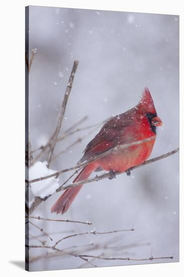 Northern Cardinal (Cardinalis Cardinalis) Male with Sunflower Seed-Lynn M^ Stone-Stretched Canvas