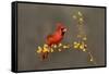 Northern Cardinal (Cardinalis cardinalis) perched-Larry Ditto-Framed Stretched Canvas