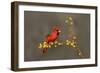 Northern Cardinal (Cardinalis cardinalis) perched-Larry Ditto-Framed Photographic Print