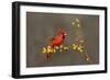 Northern Cardinal (Cardinalis cardinalis) perched-Larry Ditto-Framed Photographic Print