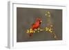 Northern Cardinal (Cardinalis cardinalis) perched-Larry Ditto-Framed Photographic Print