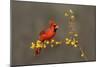 Northern Cardinal (Cardinalis cardinalis) perched-Larry Ditto-Mounted Photographic Print