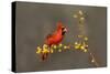 Northern Cardinal (Cardinalis cardinalis) perched-Larry Ditto-Stretched Canvas