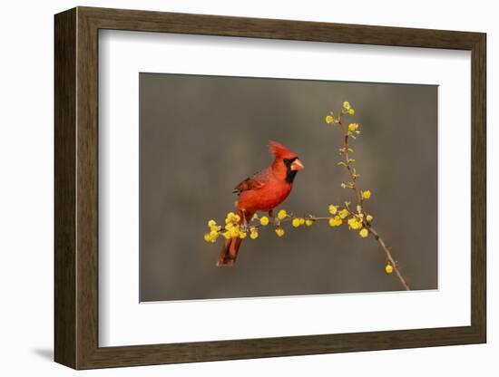 Northern Cardinal (Cardinalis cardinalis) perched-Larry Ditto-Framed Photographic Print