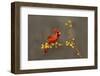 Northern Cardinal (Cardinalis cardinalis) perched-Larry Ditto-Framed Photographic Print