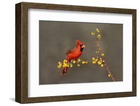 Northern Cardinal (Cardinalis cardinalis) perched-Larry Ditto-Framed Photographic Print