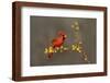Northern Cardinal (Cardinalis cardinalis) perched-Larry Ditto-Framed Photographic Print