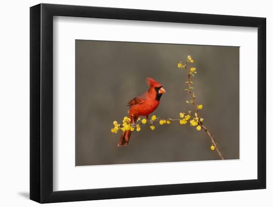 Northern Cardinal (Cardinalis cardinalis) perched-Larry Ditto-Framed Photographic Print