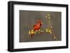 Northern Cardinal (Cardinalis cardinalis) perched-Larry Ditto-Framed Photographic Print