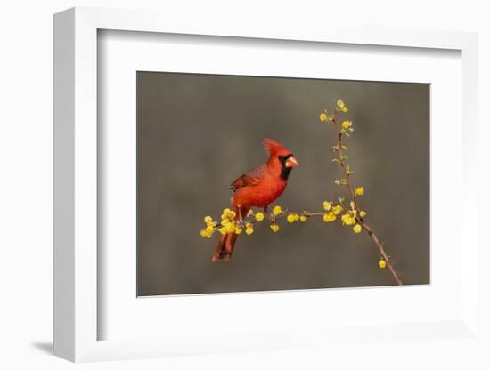 Northern Cardinal (Cardinalis cardinalis) perched-Larry Ditto-Framed Photographic Print