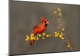 Northern Cardinal (Cardinalis cardinalis) perched-Larry Ditto-Mounted Photographic Print