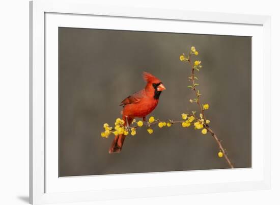 Northern Cardinal (Cardinalis cardinalis) perched-Larry Ditto-Framed Photographic Print