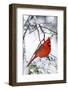 Northern Cardinal (Cardinalis cardinalis) perching on snowcapped juniper tree branch, Marion Co....-Panoramic Images-Framed Photographic Print