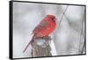 Northern Cardinal (Cardinals Cardinalis)-Lynn M^ Stone-Framed Stretched Canvas