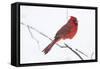 Northern Cardinal (Cardinals Cardinalis)-Lynn M^ Stone-Framed Stretched Canvas