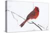 Northern Cardinal (Cardinals Cardinalis)-Lynn M^ Stone-Stretched Canvas