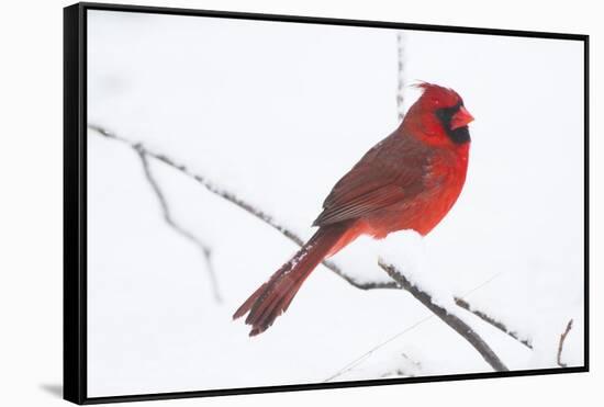 Northern Cardinal (Cardinals Cardinalis)-Lynn M^ Stone-Framed Stretched Canvas