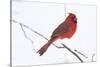 Northern Cardinal (Cardinals Cardinalis)-Lynn M^ Stone-Stretched Canvas