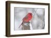 Northern Cardinal (Cardinals Cardinalis)-Lynn M^ Stone-Framed Photographic Print