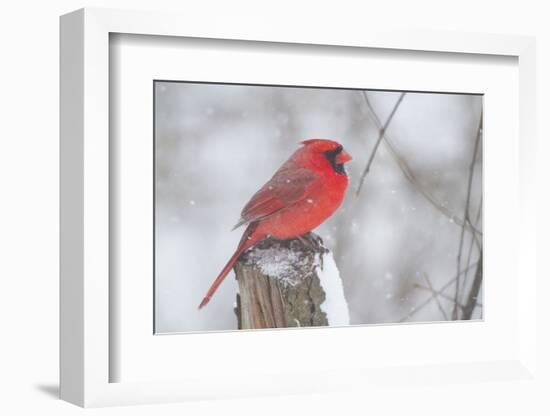 Northern Cardinal (Cardinals Cardinalis)-Lynn M^ Stone-Framed Photographic Print