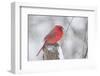 Northern Cardinal (Cardinals Cardinalis)-Lynn M^ Stone-Framed Photographic Print