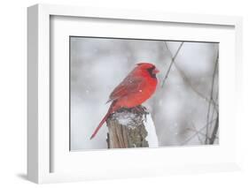 Northern Cardinal (Cardinals Cardinalis)-Lynn M^ Stone-Framed Photographic Print