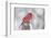 Northern Cardinal (Cardinals Cardinalis)-Lynn M^ Stone-Framed Photographic Print