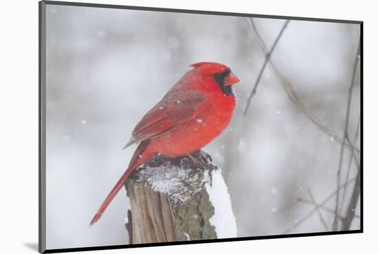 Northern Cardinal (Cardinals Cardinalis)-Lynn M^ Stone-Mounted Photographic Print