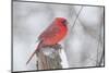 Northern Cardinal (Cardinals Cardinalis)-Lynn M^ Stone-Mounted Photographic Print