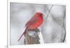 Northern Cardinal (Cardinals Cardinalis)-Lynn M^ Stone-Framed Photographic Print