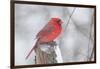 Northern Cardinal (Cardinals Cardinalis)-Lynn M^ Stone-Framed Photographic Print