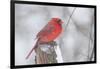 Northern Cardinal (Cardinals Cardinalis)-Lynn M^ Stone-Framed Photographic Print