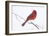 Northern Cardinal (Cardinals Cardinalis)-Lynn M^ Stone-Framed Photographic Print