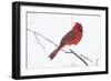 Northern Cardinal (Cardinals Cardinalis)-Lynn M^ Stone-Framed Photographic Print