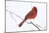 Northern Cardinal (Cardinals Cardinalis)-Lynn M^ Stone-Mounted Photographic Print