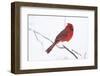 Northern Cardinal (Cardinals Cardinalis)-Lynn M^ Stone-Framed Photographic Print